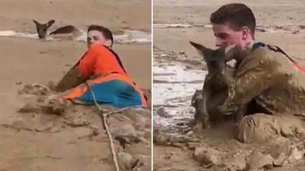 An act of heroism.  Two boys do everything to save kangaroos stuck in mud