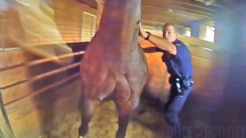 An act of heroism.  Two brave officers saved the horse's life from the fire