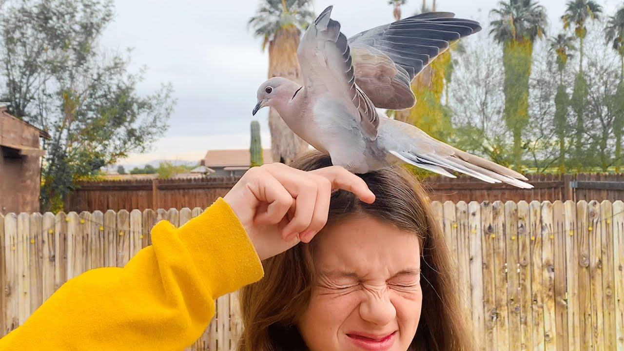 An emotional and heartfelt recording.  The beautiful pigeon who visits his family saves him every day