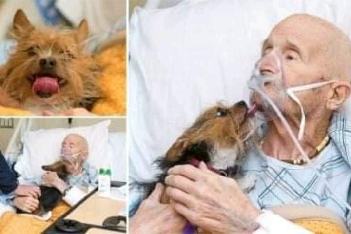 An emotional reunion.  A dying veteran gets his wish to see his beloved dog one last time