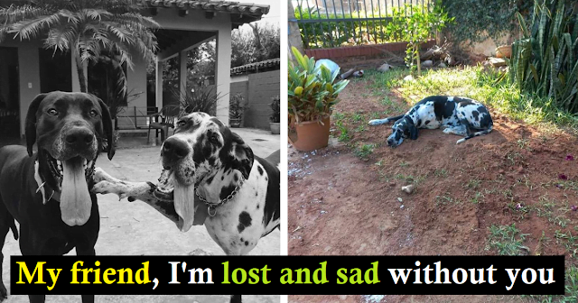 An emotional scene.  A faithful dog says one last goodbye to his friend all morning while lying on the grave