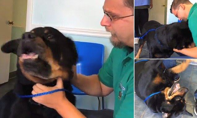 An emotional scene.  A man is reunited with his beloved dog after 8 years of being lost