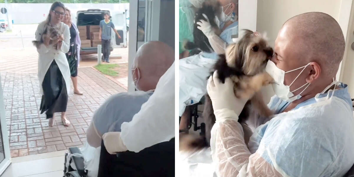 An emotional scene.  Tiny dog ​​is happy to be reunited with his owner in the hospital