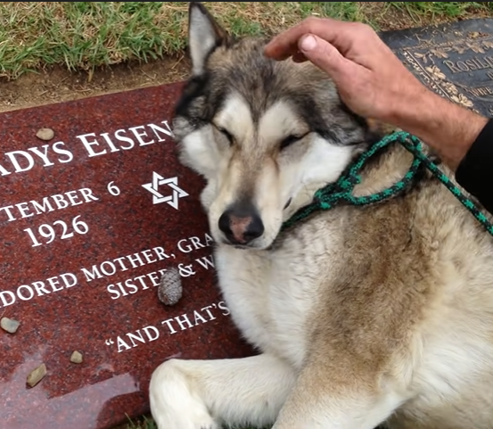 An impactful video.  A heartbroken husky can't stop crying in front of its owner's gravestone