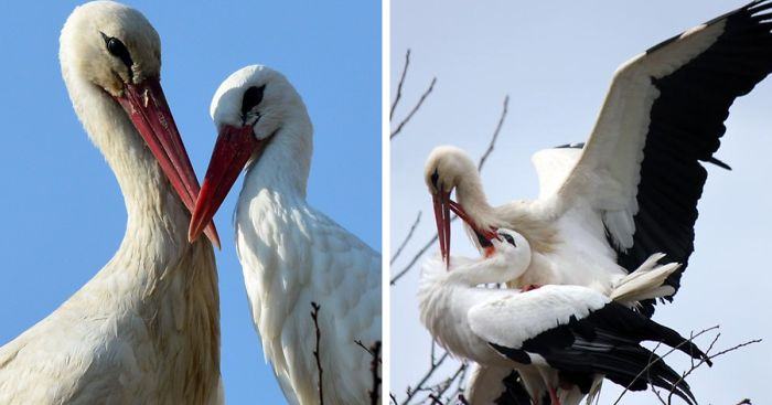 An incredible love story.  A faithful stork flies 5,000 miles to reunite with her forever wounded mate