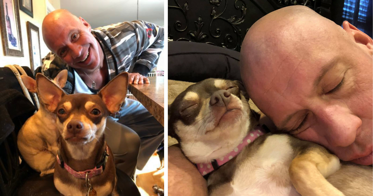 An injured man was saved by a chihuahua.  He rescued 30 abandoned Chihuahuas