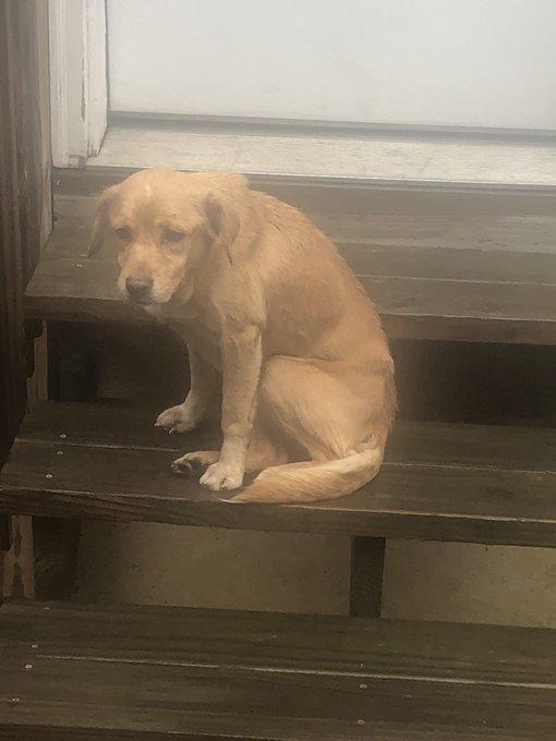 An unexpected guest.  The family forgot to close the door, the dog entered the house to ask for help