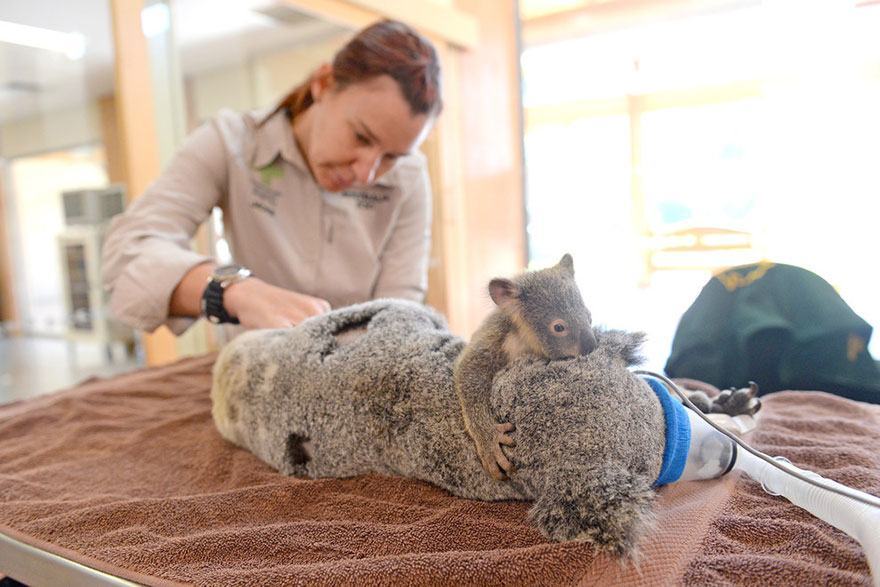 Baby koala kisses and hugs mother koala in life-saving surgery