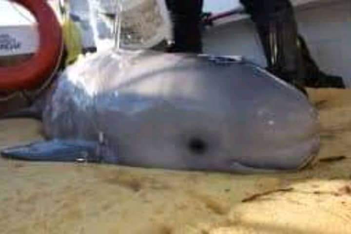 Boys rescue a newborn beluga whale washed ashore by water