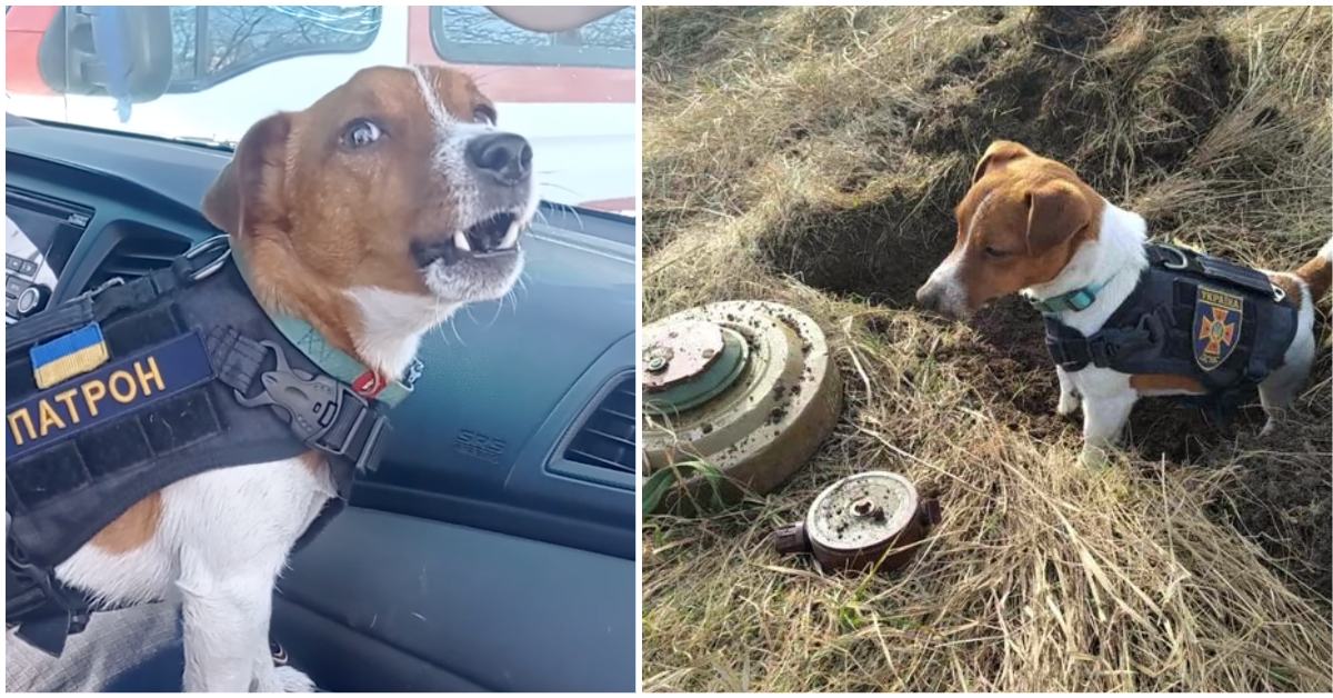 Brave dog defusing bombs and saving lives in Ukraine