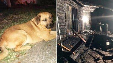 Brave dog saves owner from burning house by poking his nose to wake him up