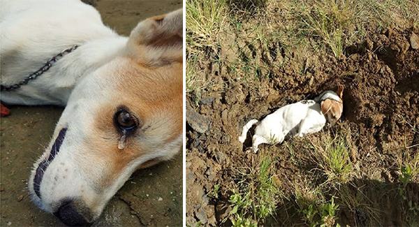 Brave dog saves owner's family from robbers