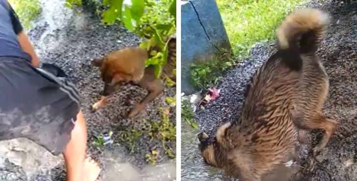 Brave mother dog jumps into the hole to save her puppy from drowning