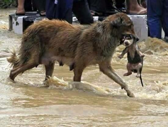 Brave mother dog rescues cubs stuck in cave