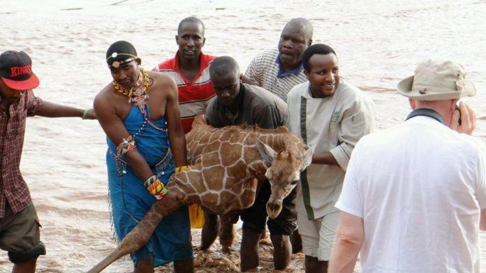 Brave people save baby giraffe from drowning in river