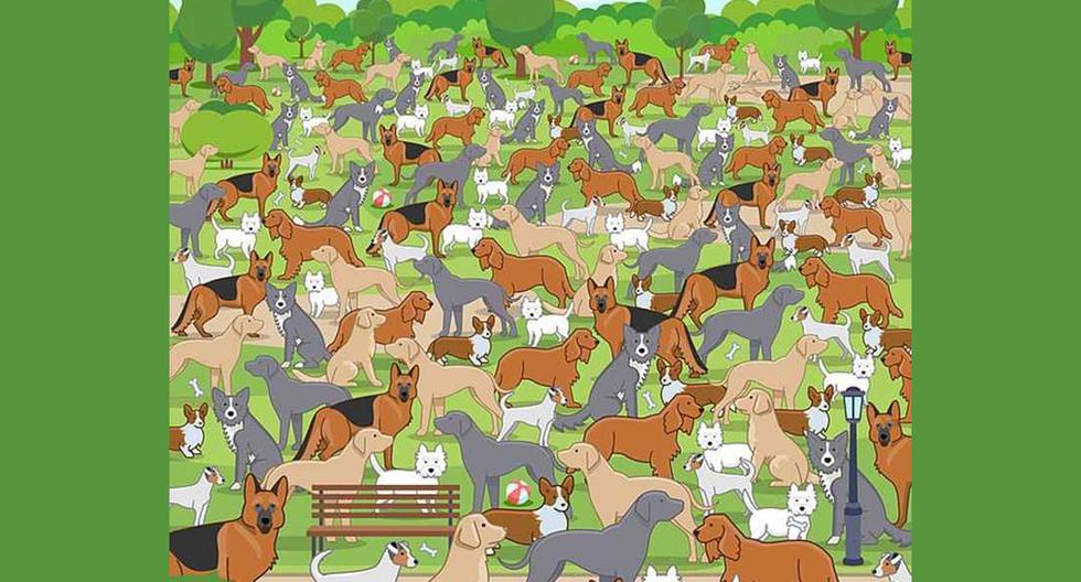 Can you find the puppy in 15 seconds?  Only 1% of geniuses succeed