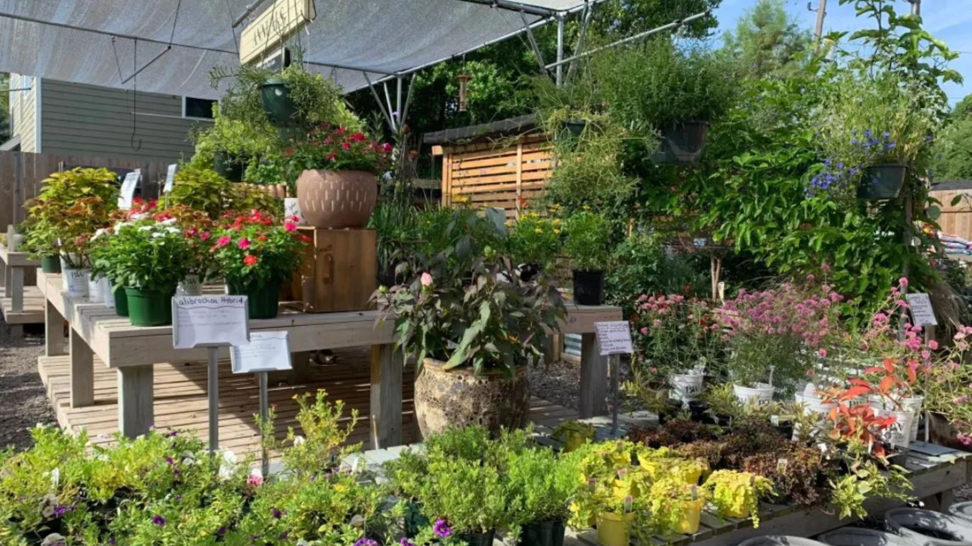 Can you spot the TWO accidentally camouflaged cats in this photo of a garden centre?