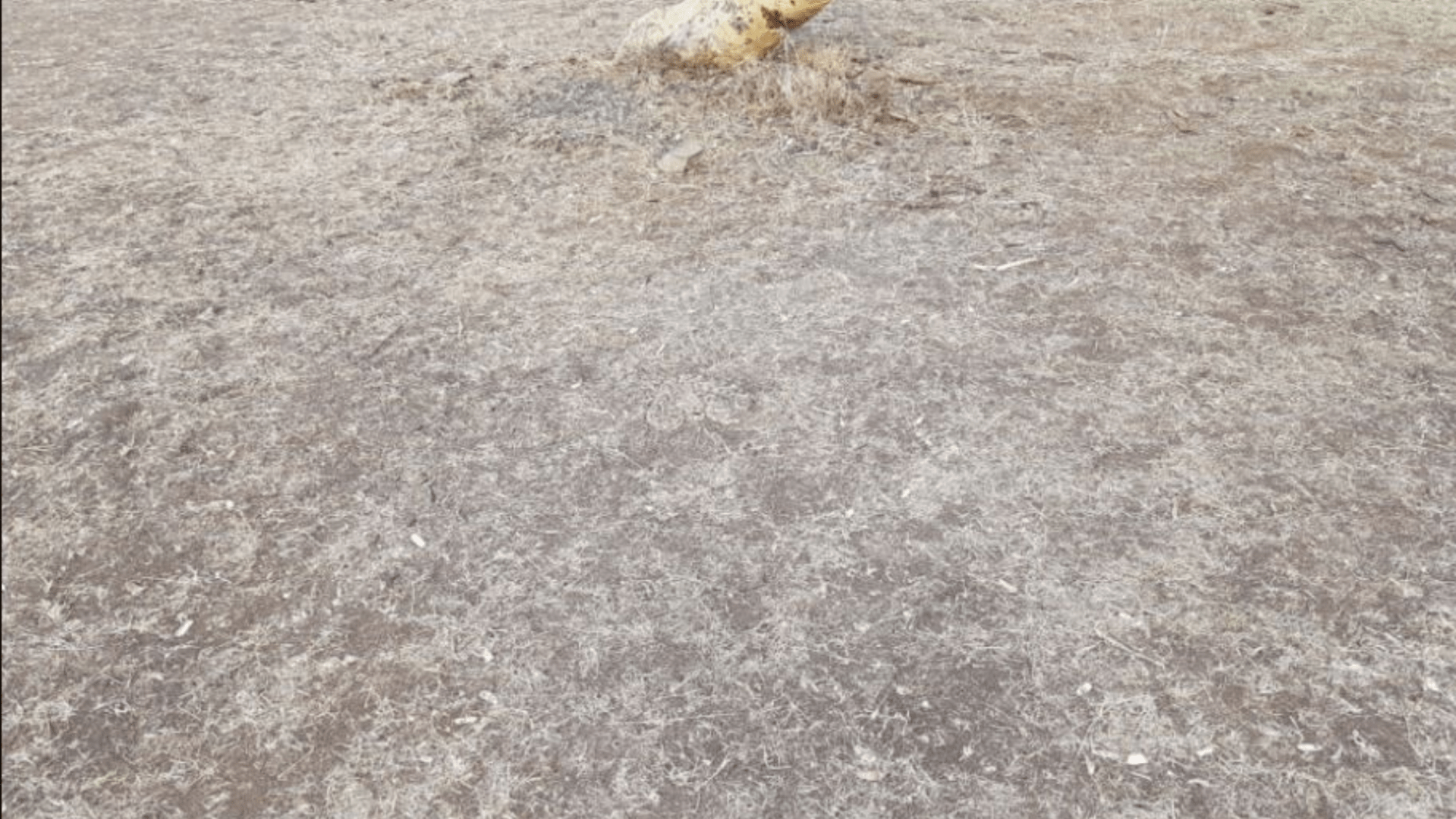 Can you spot the coiled snake camouflaged among the dry grass?