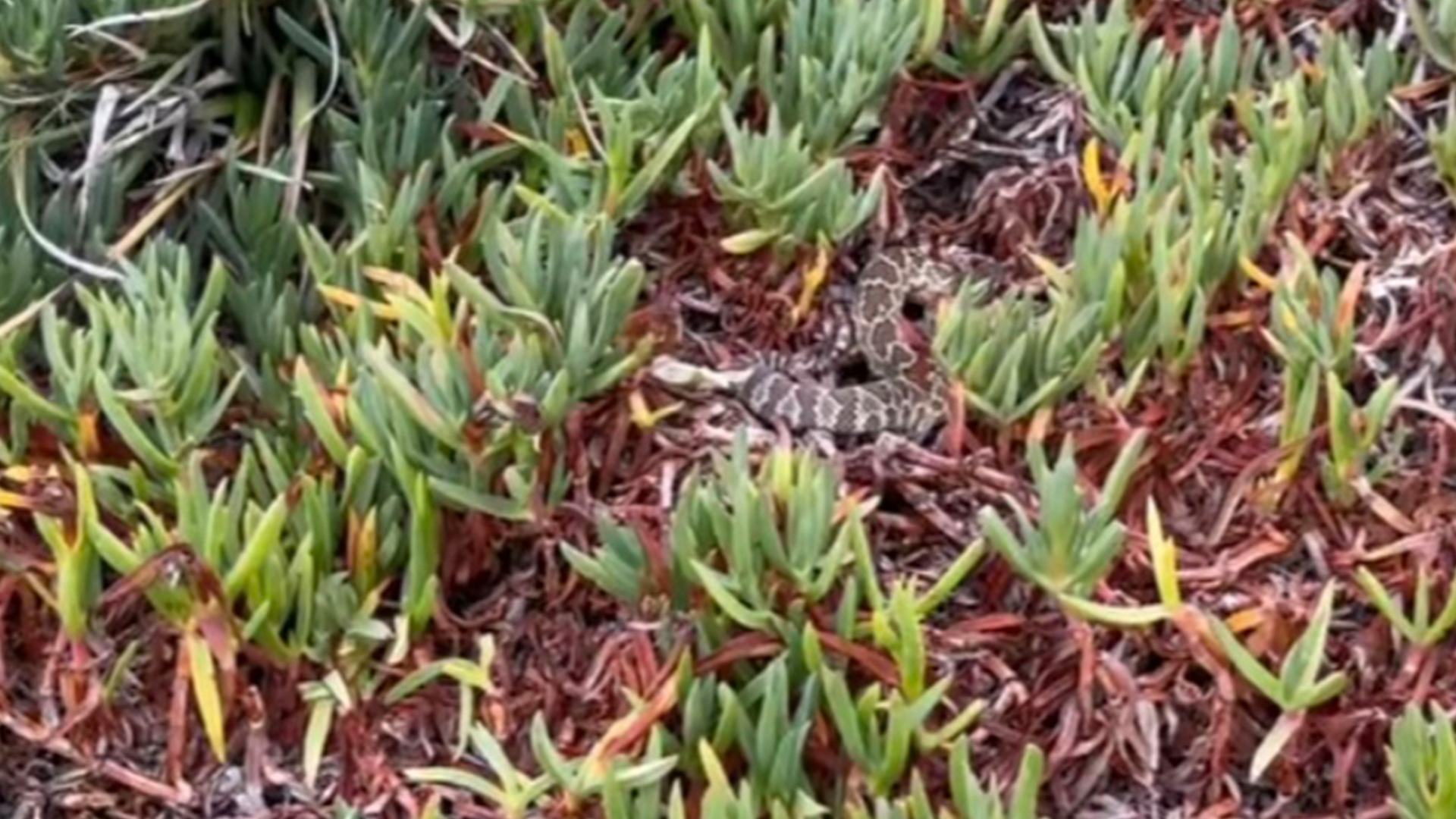 Can you spot the deadly rattle snake hidden on forest floor? You could be in the top 1% if you can find serpent