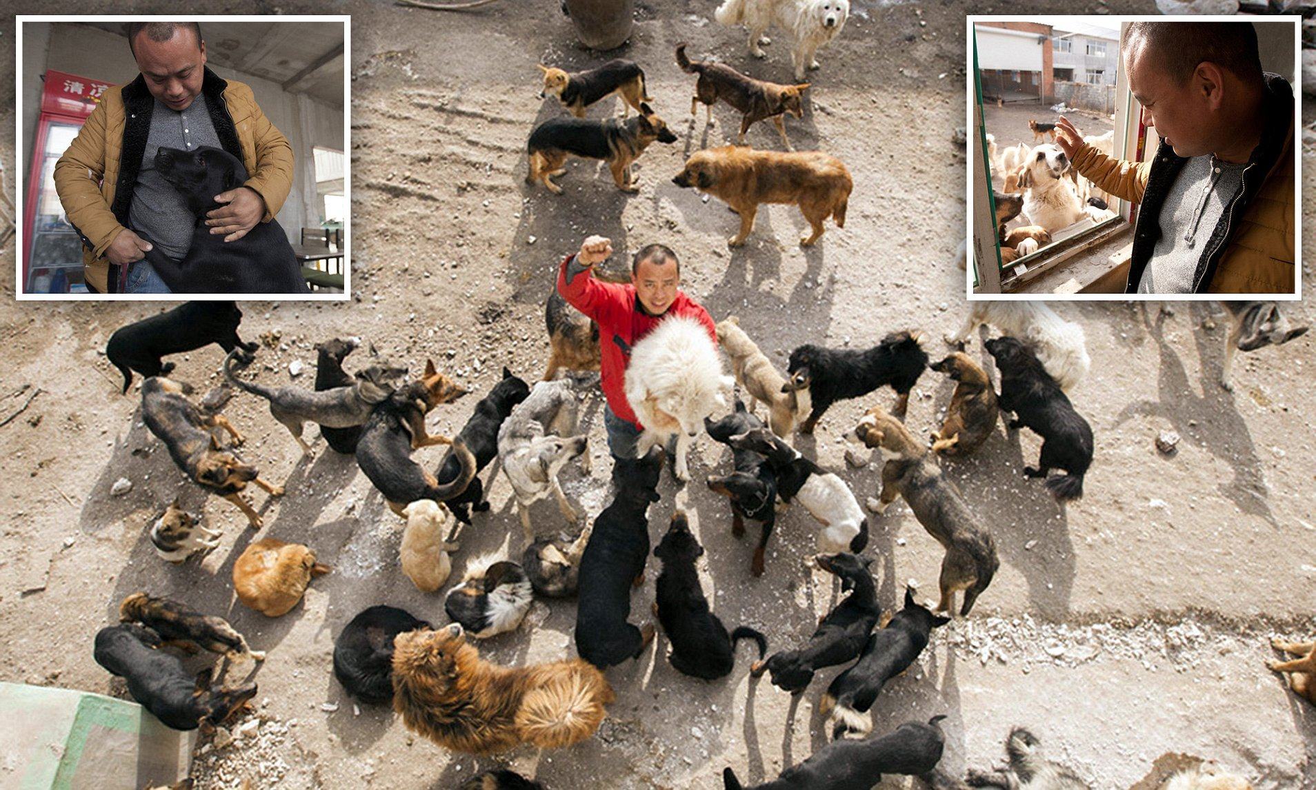 Chinese millionaire spends all his money buying wild dogs