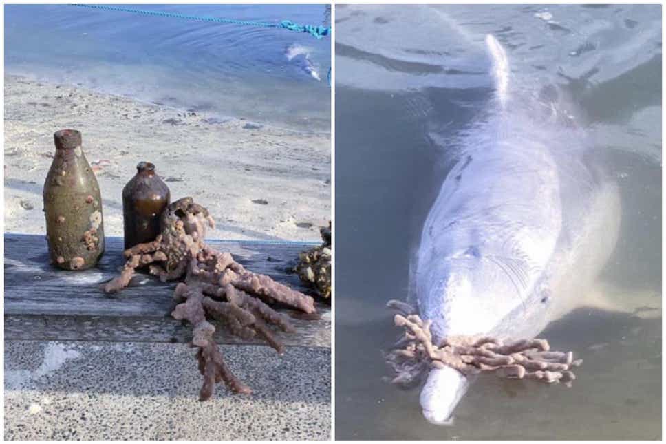 Clever dolphin from the bottom of the ocean brings gifts that people might mistake for food