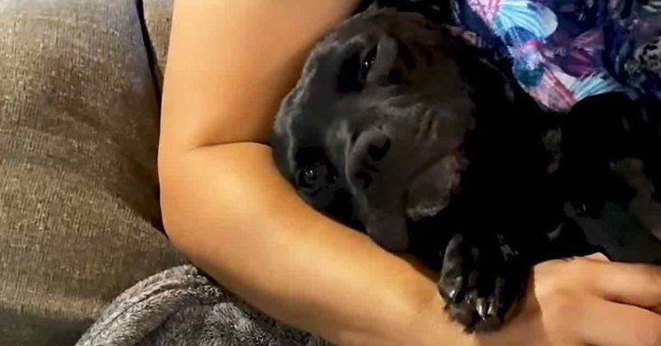 Couple rescues mother dog before it gives birth to 9 puppies