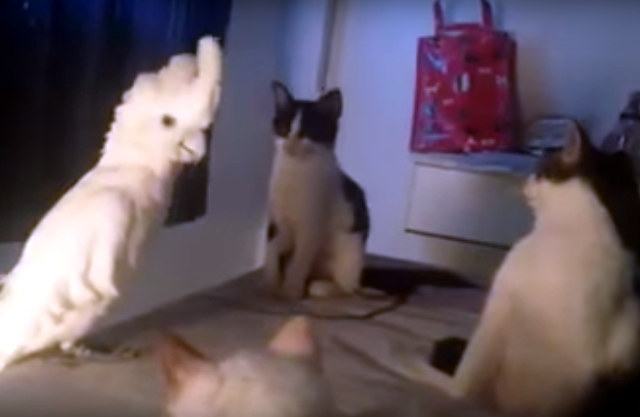 Cute and awesome video.  Parrots learn to "talk" like cats to live in a house with many cats