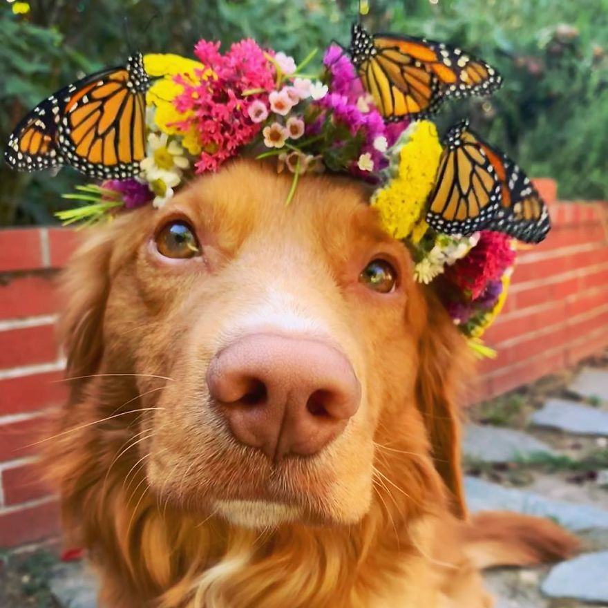 Cute and smart dog.  A gentle dog makes friends with butterflies in the yard