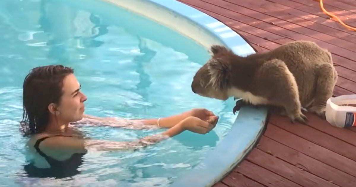 Cute and touching video.  A very cute and cuddly koala visits the pool and gets kissed and cuddled