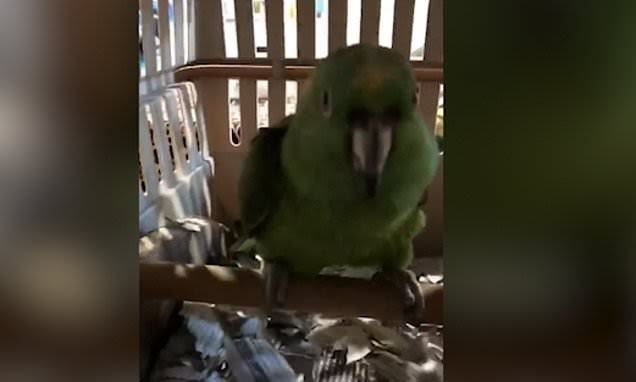 Cute clip captures the scene where the playful parrot perfectly imitates the baby crying outside the box