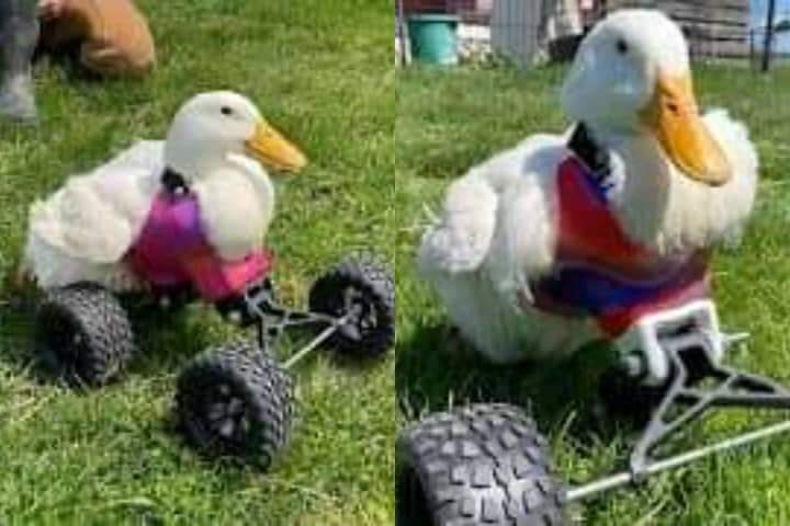 Cute clip of a disabled duck using his special wheelchair