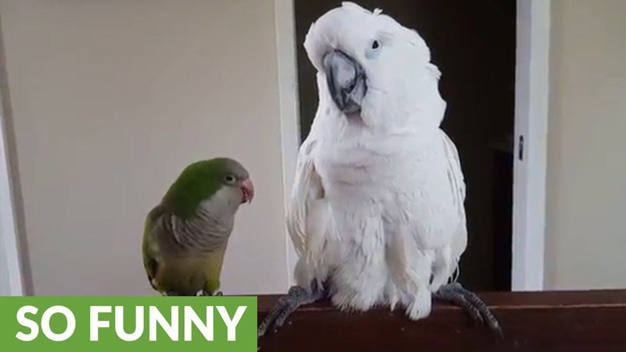 Cute footage showing a parrot saying "I love you" to a cute parrot will melt your heart