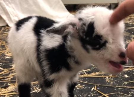 Cute footage shows a goat making the cutest noises every time it asks for a hug