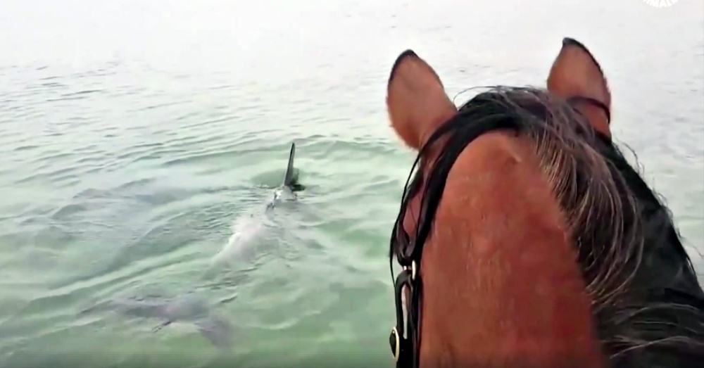 Cute footage shows racehorses galloping across the ocean to meet dolphins