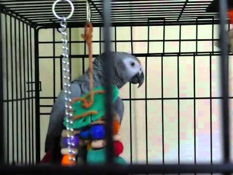 Cute footage shows the world's best talking parrot showing off some of its 350-word vocabulary