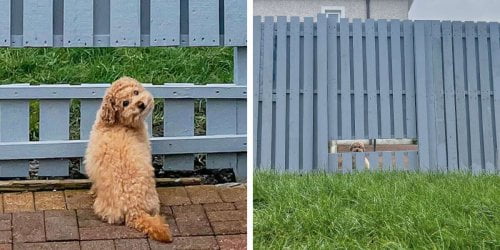 Cute little dog is happy to have his owner make a window fence