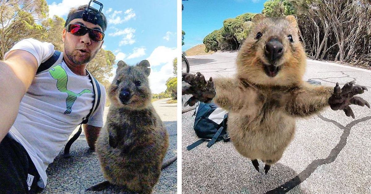 Cute moment a quokka jumps in front of a man's camera before posing for a selfie