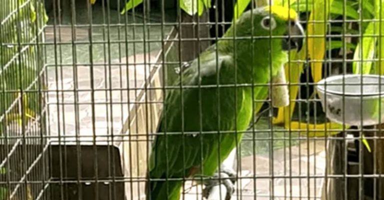 Cute parrot thinks she's home alone and arranges a concert