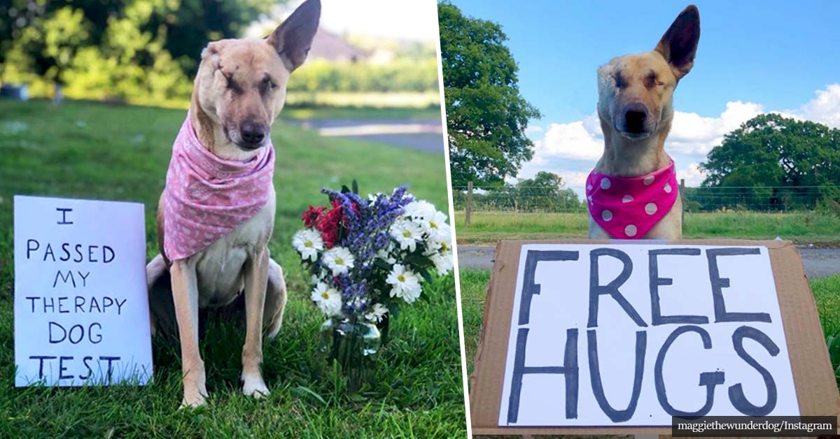 Cute pictures.  A dog named Maggie, shot 17 times, had his ears cut off, blind and also pregnant, is now growing up healthy and becoming a therapy dog