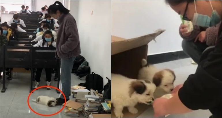 Cute video captures the scene where the dog playfully plays with the teacher's shoes as she watches over her students during test time