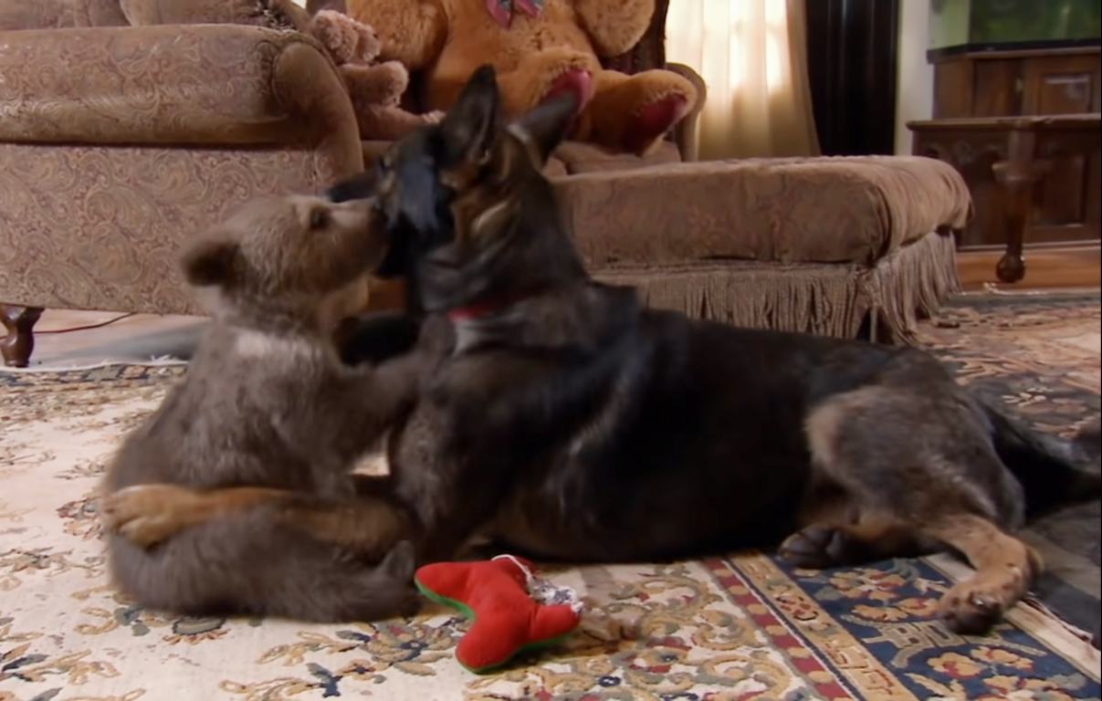 Cute video showing the sweet friendship between teddy bear and German shepherd