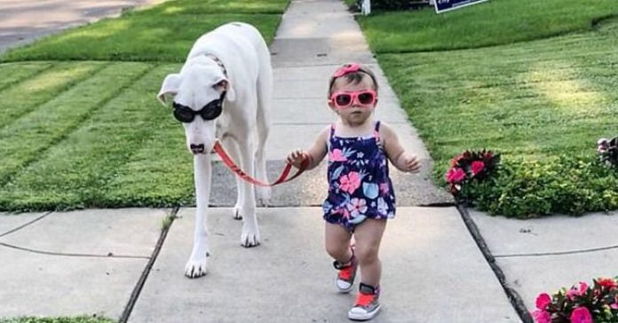 Cute videos will melt your heart.  Cute little dog loves to walk his disabled dog