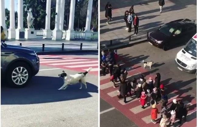 Daily stray dog ​​helps children cross the street in Batumi