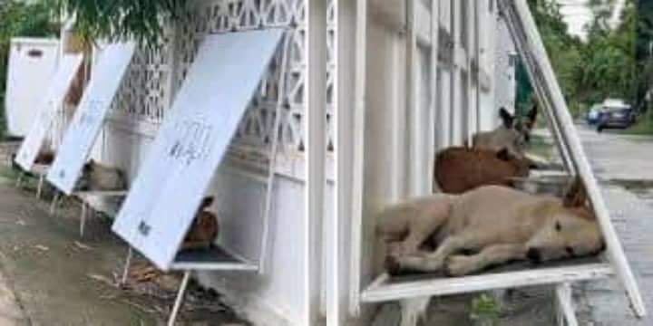 Design students turn old billboards into shelters for stray dogs