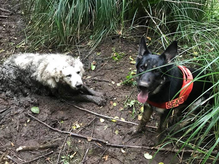 Dog hero.  A rescue dog saved the life of a missing family dog ​​trapped in thick mud for 40 hours