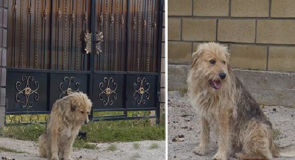 Dog owner selling house leaving dog in front of house