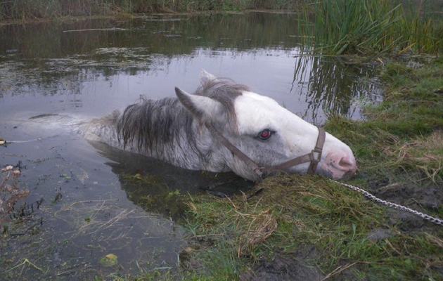 Drowning horse was saved thanks to excellent teamwork