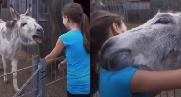 Emotional and moving video.  Adorable donkey is touched when he meets the girl who raised him