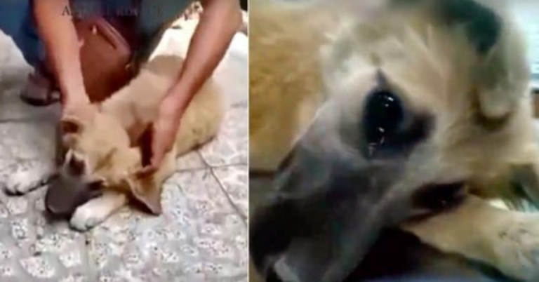 Emotional stray puppy sheds tears after feeling safe