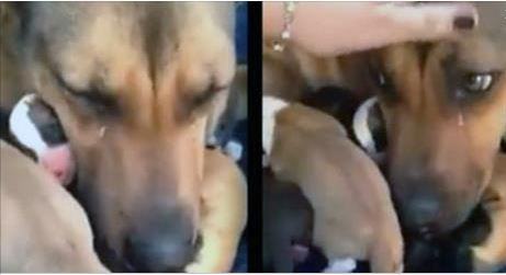 Emotional video.  The feeling of the mother dog when reunited with her cubs